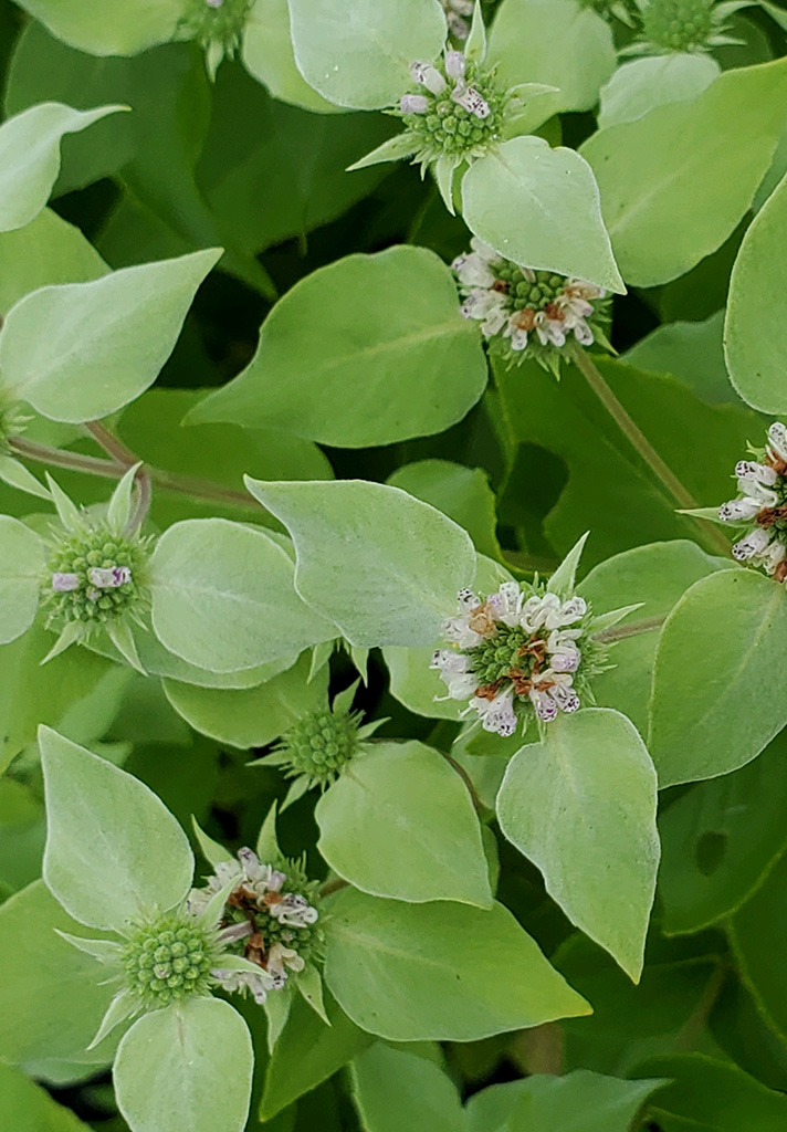 Pycnanthemum muticum Clustered Mountain Mint | Prairie Moon Nursery